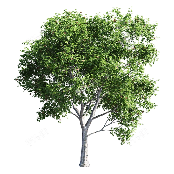 Premium Platanus Acerifolia Tree 3D model image 6