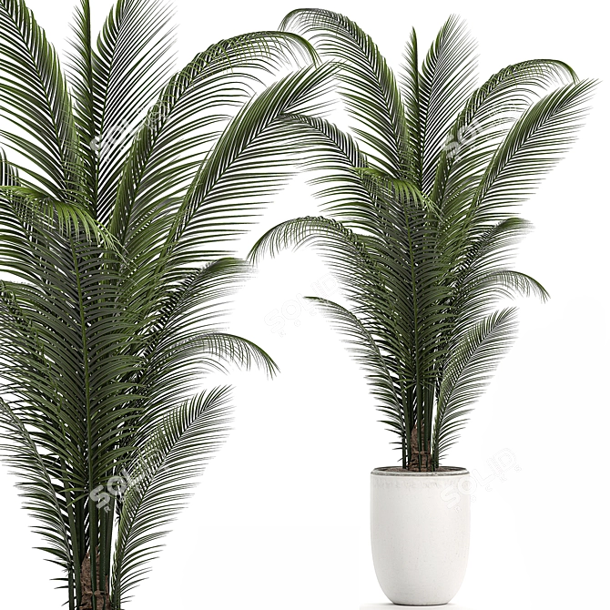 Tropical Paradise: Collection of Exotic Indoor Palms 3D model image 2