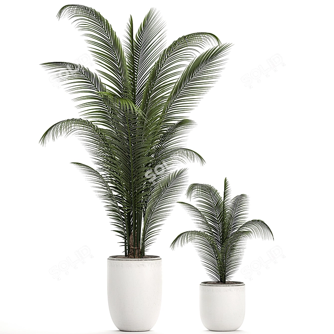Tropical Paradise: Collection of Exotic Indoor Palms 3D model image 3