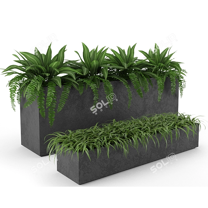 Indoor Outdoor Plant Collection 3D model image 2