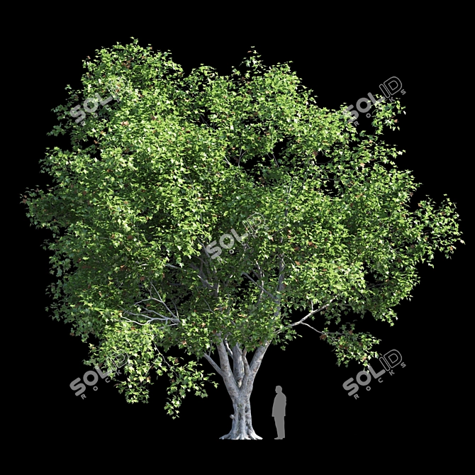 Product Title: Premium Platanus Acerifolia Tree 3D model image 1