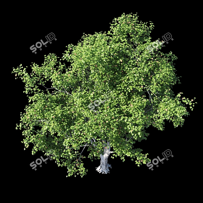 Product Title: Premium Platanus Acerifolia Tree 3D model image 2