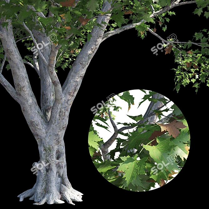 Product Title: Premium Platanus Acerifolia Tree 3D model image 3