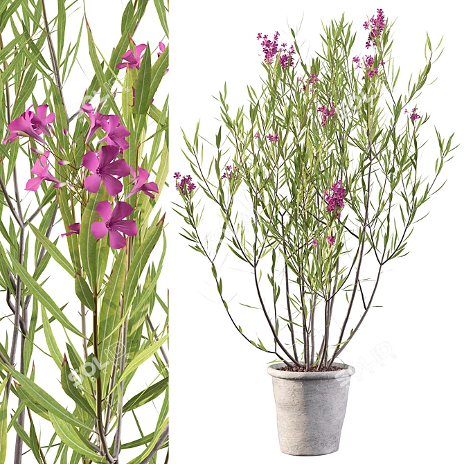 Elegant Oleander Plant: 3D Model 3D model image 1