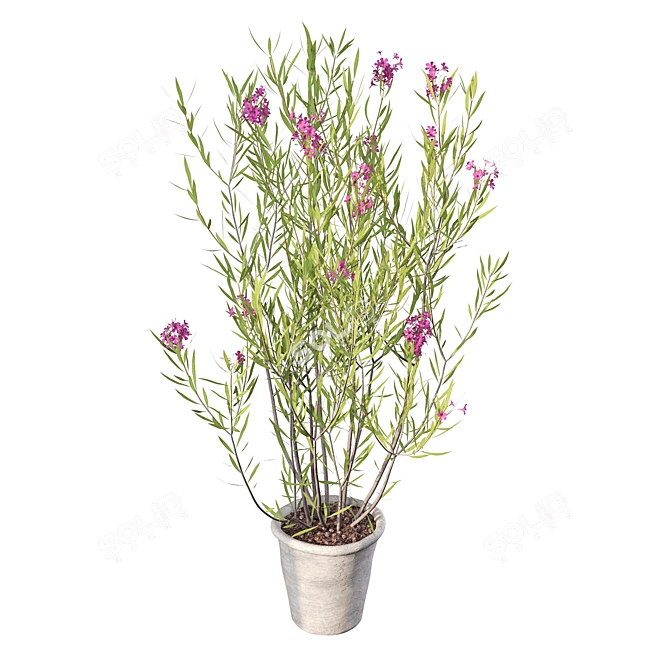 Elegant Oleander Plant: 3D Model 3D model image 2