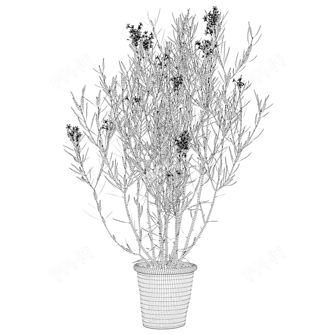 Elegant Oleander Plant: 3D Model 3D model image 3