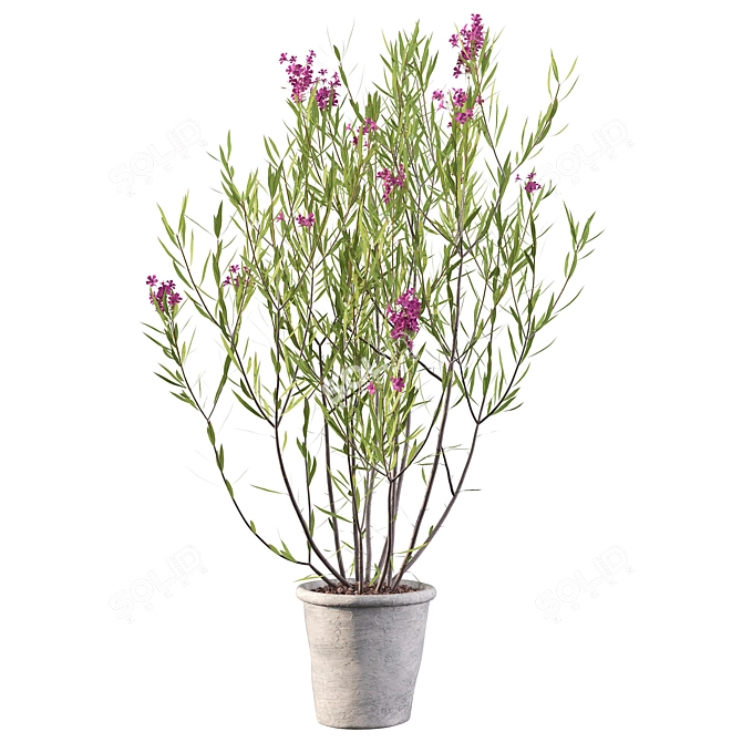 Elegant Oleander Plant: 3D Model 3D model image 5