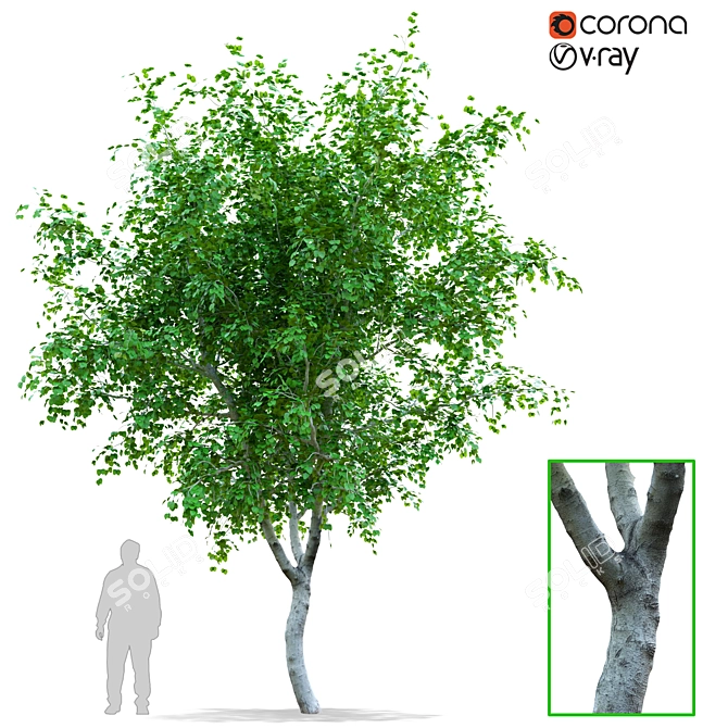Scanned Pear Tree with Detachable Leaves 3D model image 1