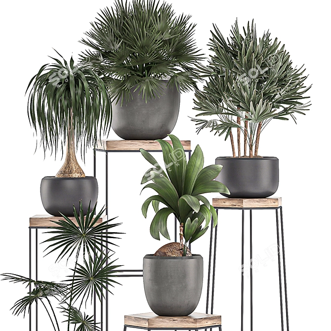 Indoor Plant Collection: Exotic and Tropical Varieties 3D model image 2