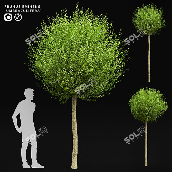 Spherical Umbraculifer Cherry Tree 3D model image 6