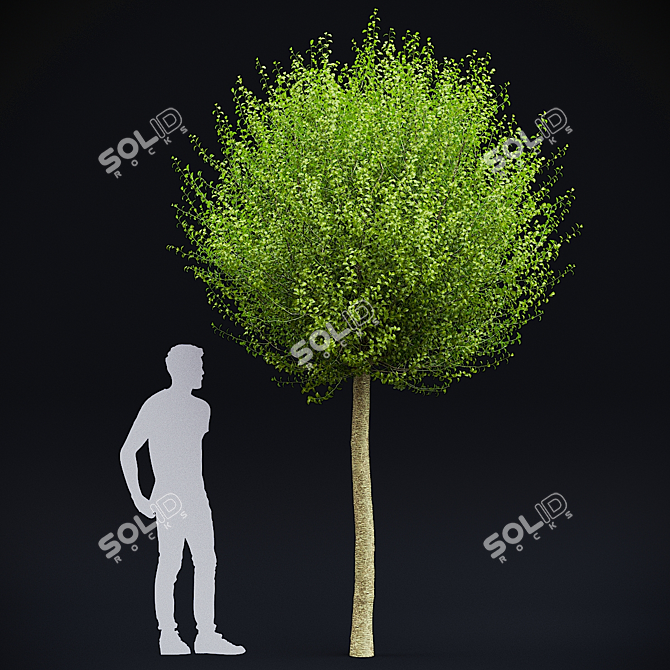 Spherical Umbraculifer Cherry Tree 3D model image 9