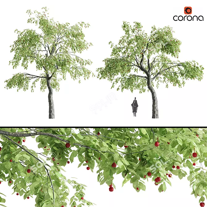 Sour Cherry Tree: Tall, Vibrant, and Delicious 3D model image 1