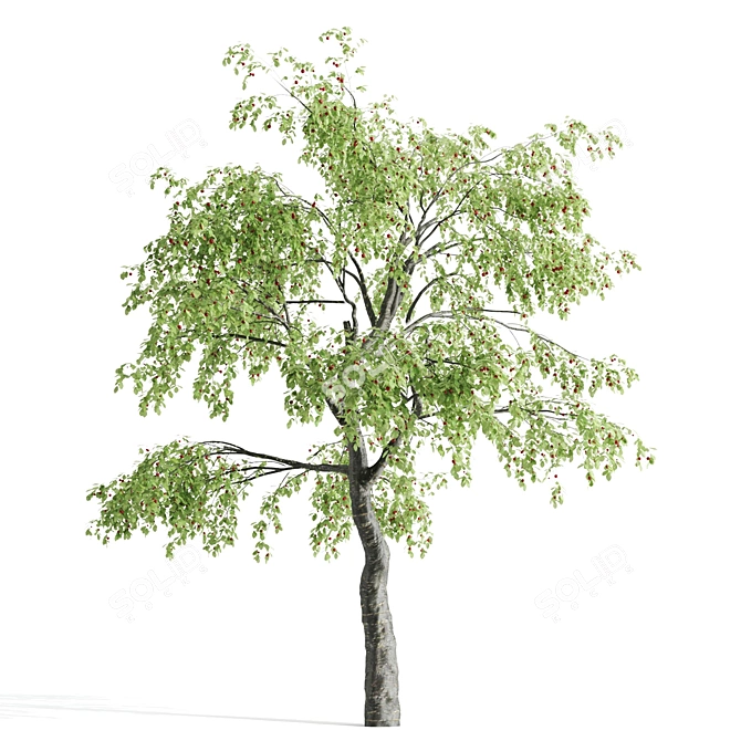 Sour Cherry Tree: Tall, Vibrant, and Delicious 3D model image 3