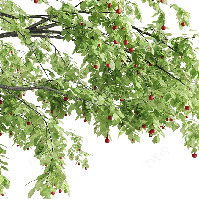 Sour Cherry Tree: Tall, Vibrant, and Delicious 3D model image 4