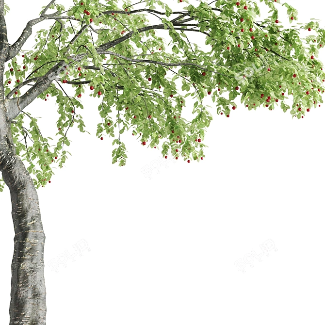 Sour Cherry Tree: Tall, Vibrant, and Delicious 3D model image 5