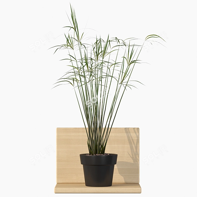 Tropical Charm: Cyperus Papyrus 3D model image 1