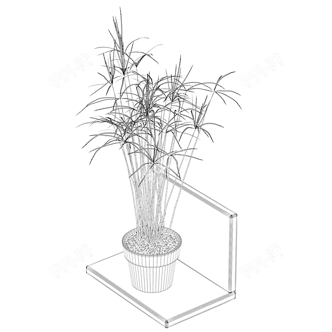 Tropical Charm: Cyperus Papyrus 3D model image 4