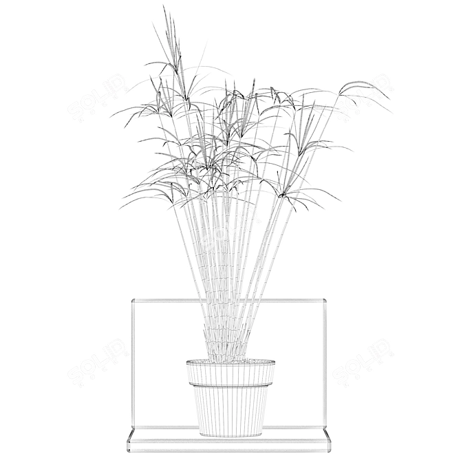 Tropical Charm: Cyperus Papyrus 3D model image 5