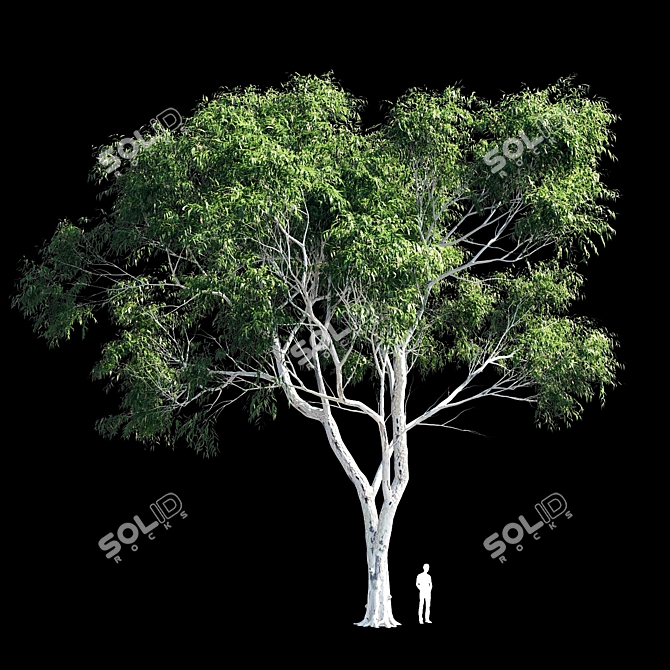 Eucalyptus 8 - Durable and Versatile Polys 3D model image 1