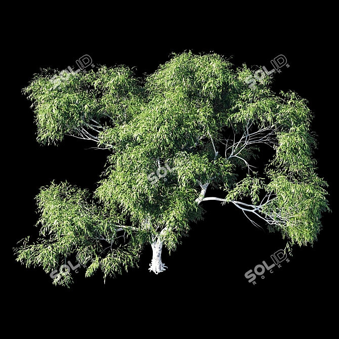 Eucalyptus 8 - Durable and Versatile Polys 3D model image 2