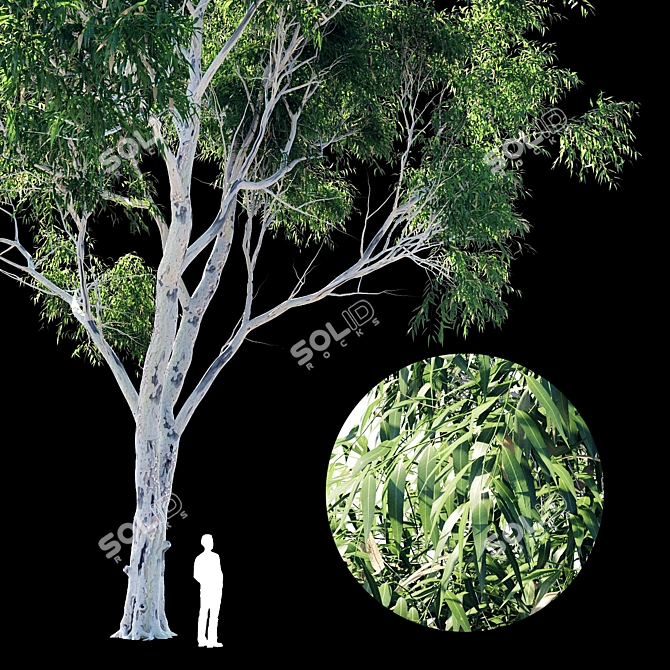 Eucalyptus 8 - Durable and Versatile Polys 3D model image 4