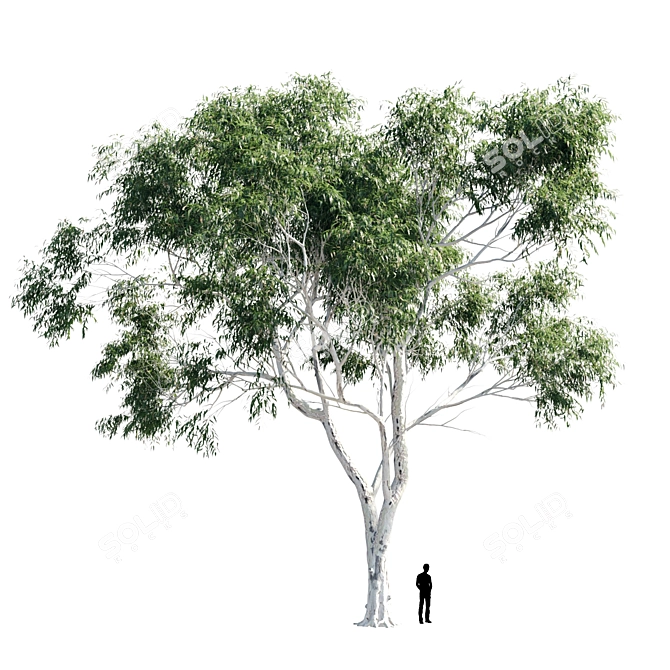 Eucalyptus 8 - Durable and Versatile Polys 3D model image 5