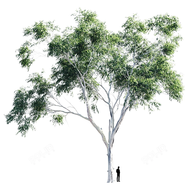 Eucalyptus 9 - Ultimate Polys:1,500,117 3D model image 5