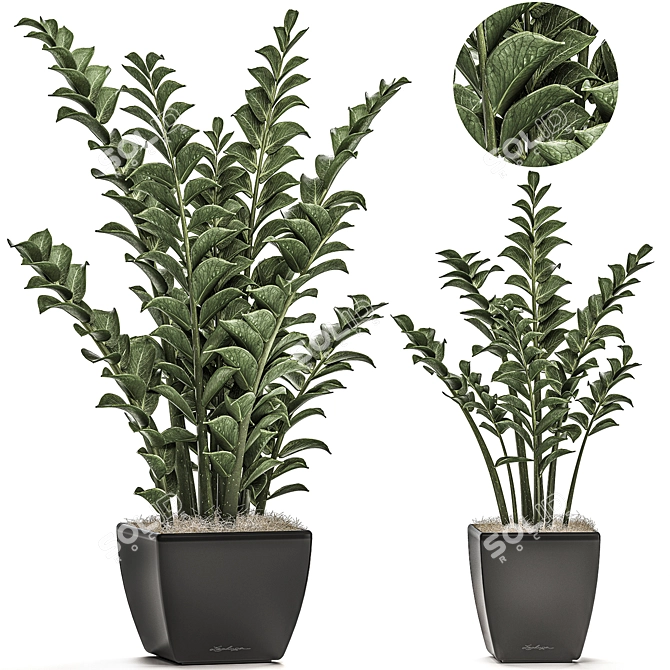 Exotic Tropical Plant Collection 3D model image 1