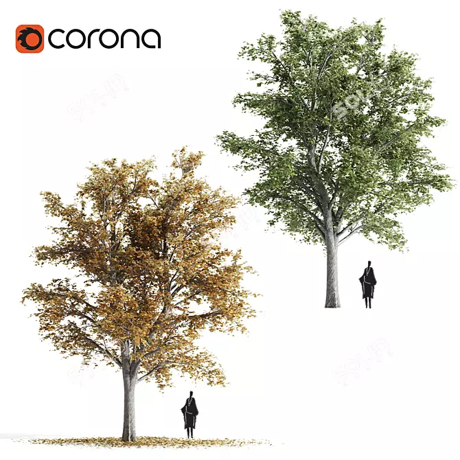 Lovely Tilia Tree Duo 3D model image 1