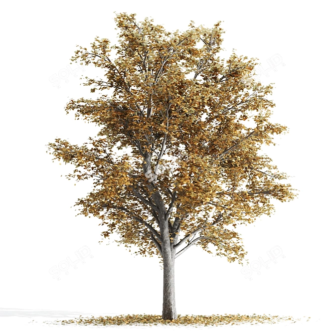 Lovely Tilia Tree Duo 3D model image 2