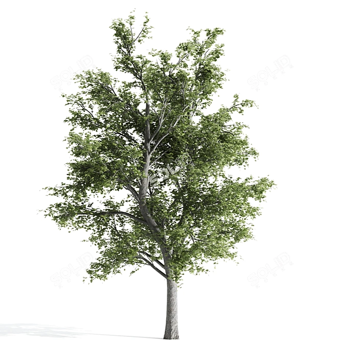 Lovely Tilia Tree Duo 3D model image 3