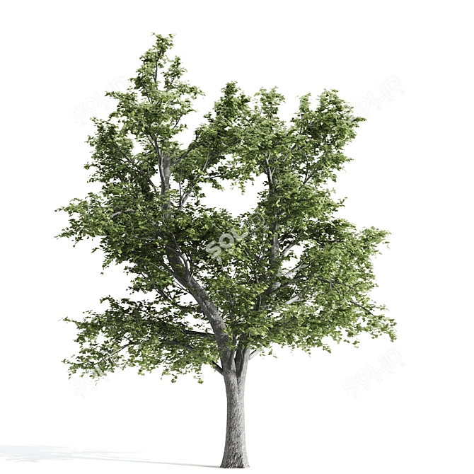 9m Tilia Tree Set: Summer & Fall 3D model image 2