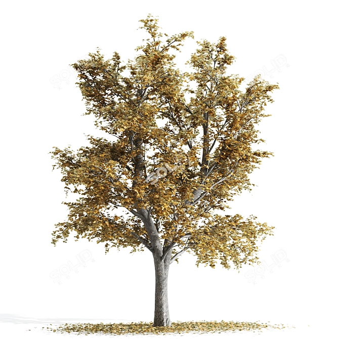 9m Tilia Tree Set: Summer & Fall 3D model image 3