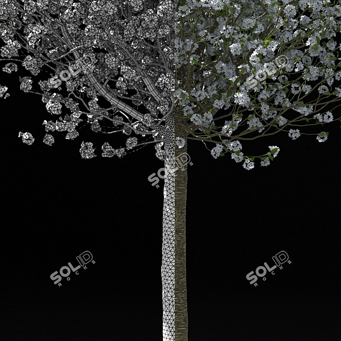 Blooming Cherry Umbrella Tree | Prunus Eminens Umbraculifera 3D model image 2