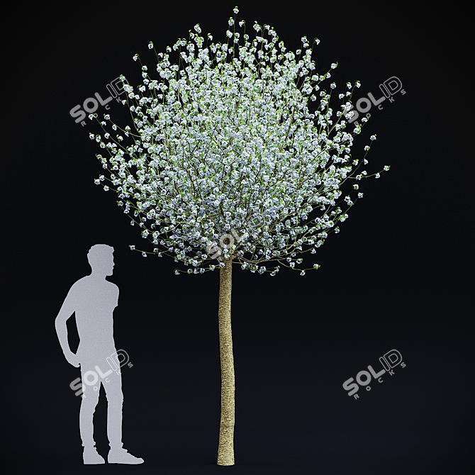 Blooming Cherry Umbrella Tree | Prunus Eminens Umbraculifera 3D model image 6