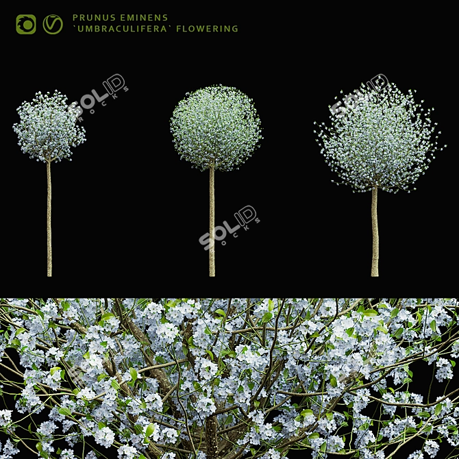 Blooming Cherry Umbrella Tree | Prunus Eminens Umbraculifera 3D model image 8