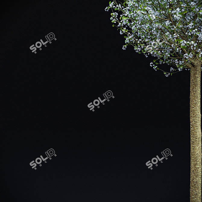 Blooming Cherry Umbrella Tree | Prunus Eminens Umbraculifera 3D model image 9