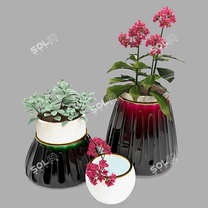 Tropical Duo: Kalanchoe & Fittonia 3D model image 1