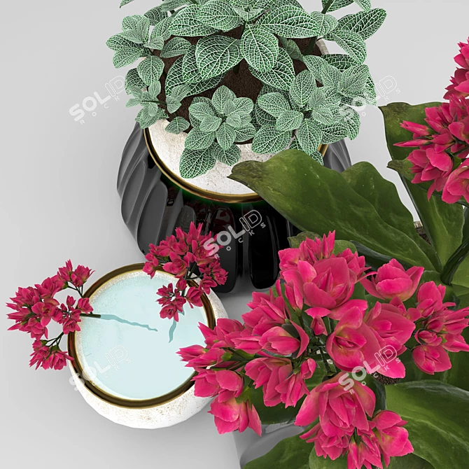 Tropical Duo: Kalanchoe & Fittonia 3D model image 2