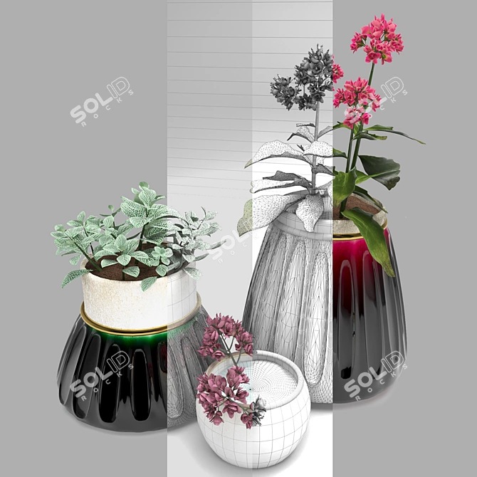 Tropical Duo: Kalanchoe & Fittonia 3D model image 3