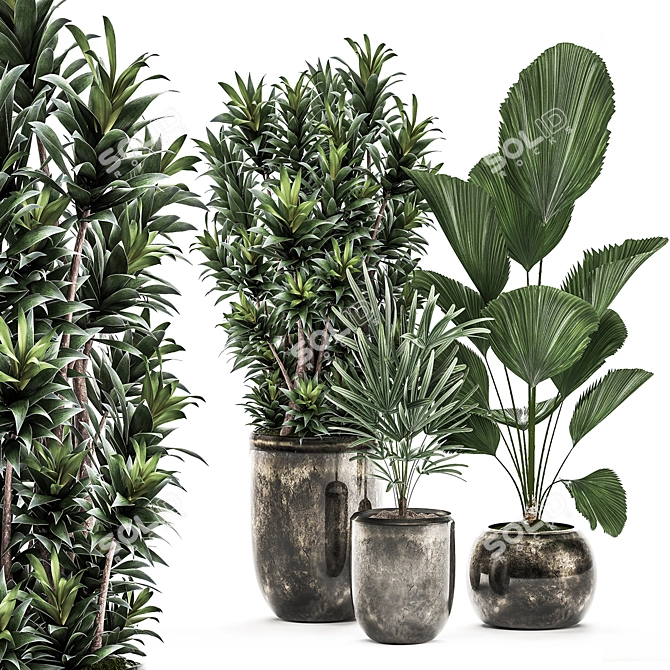 Exotic Indoor Plants Collection 3D model image 1