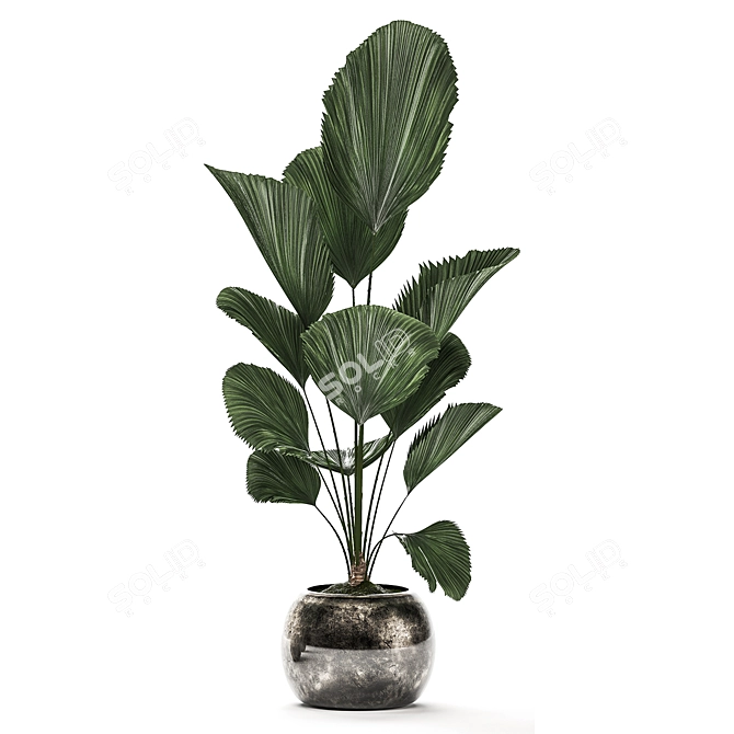 Exotic Indoor Plants Collection 3D model image 4