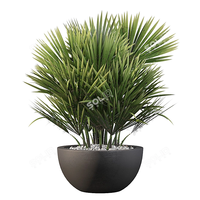 Charming Chamaerops Palm - Exquisite 3D Greenery 3D model image 1