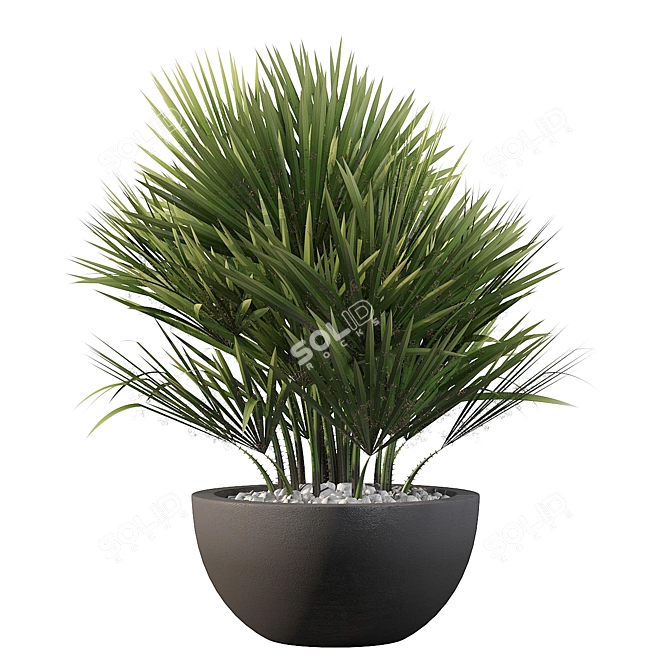 Charming Chamaerops Palm - Exquisite 3D Greenery 3D model image 2