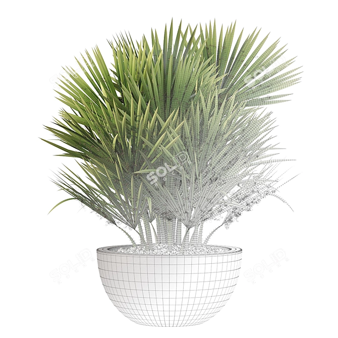 Charming Chamaerops Palm - Exquisite 3D Greenery 3D model image 5