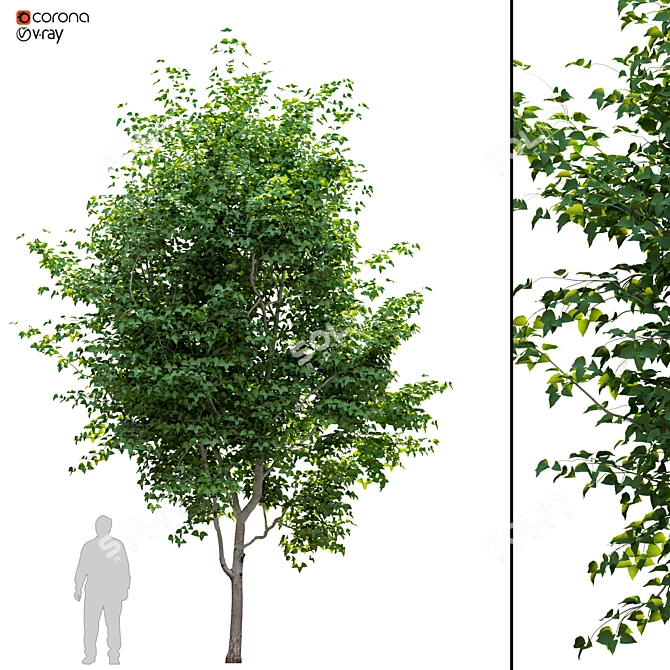 Lush Pear Tree: Beautiful and Fruitful 3D model image 1