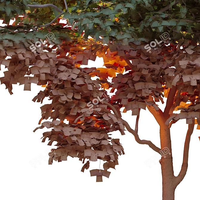 Lush Pear Tree: Beautiful and Fruitful 3D model image 2