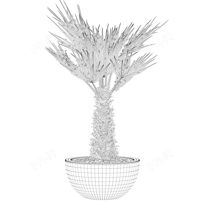 Stunning Chamaerops Palm for Your Collection 3D model image 5