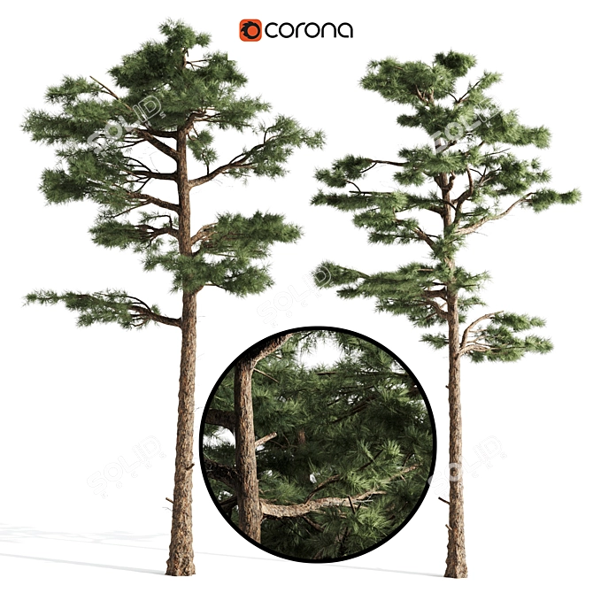 Nature's Duo: Two Majestic Pines 3D model image 1