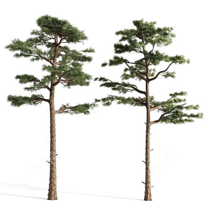 Nature's Duo: Two Majestic Pines 3D model image 2
